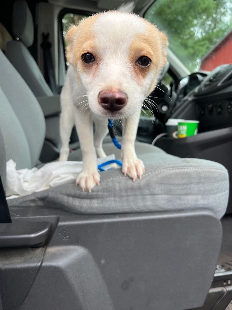AD Indy, Adoptable, Puppy Male Australian Shepherd & Pomeranian.