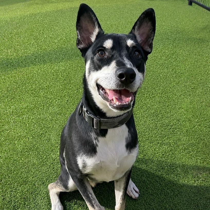 Enlarge Linus, a Adoptable mixed breed in Tampa, FL image 1/6