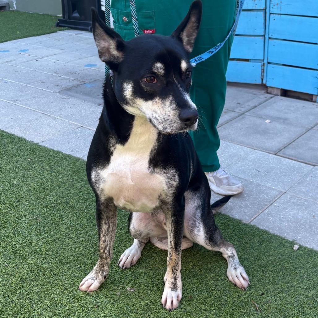 Linus, Adoptable, Adult Male Husky & Pit Bull Terrier.