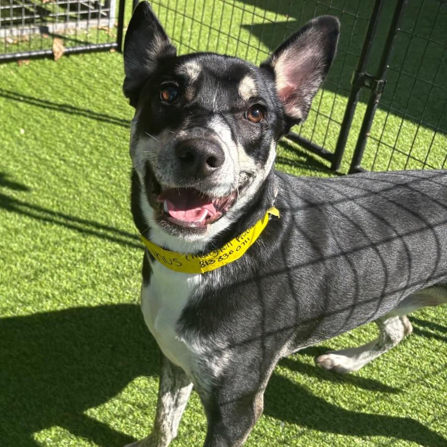 Enlarge Linus, a Adoptable mixed breed in Tampa, FL image 2/6