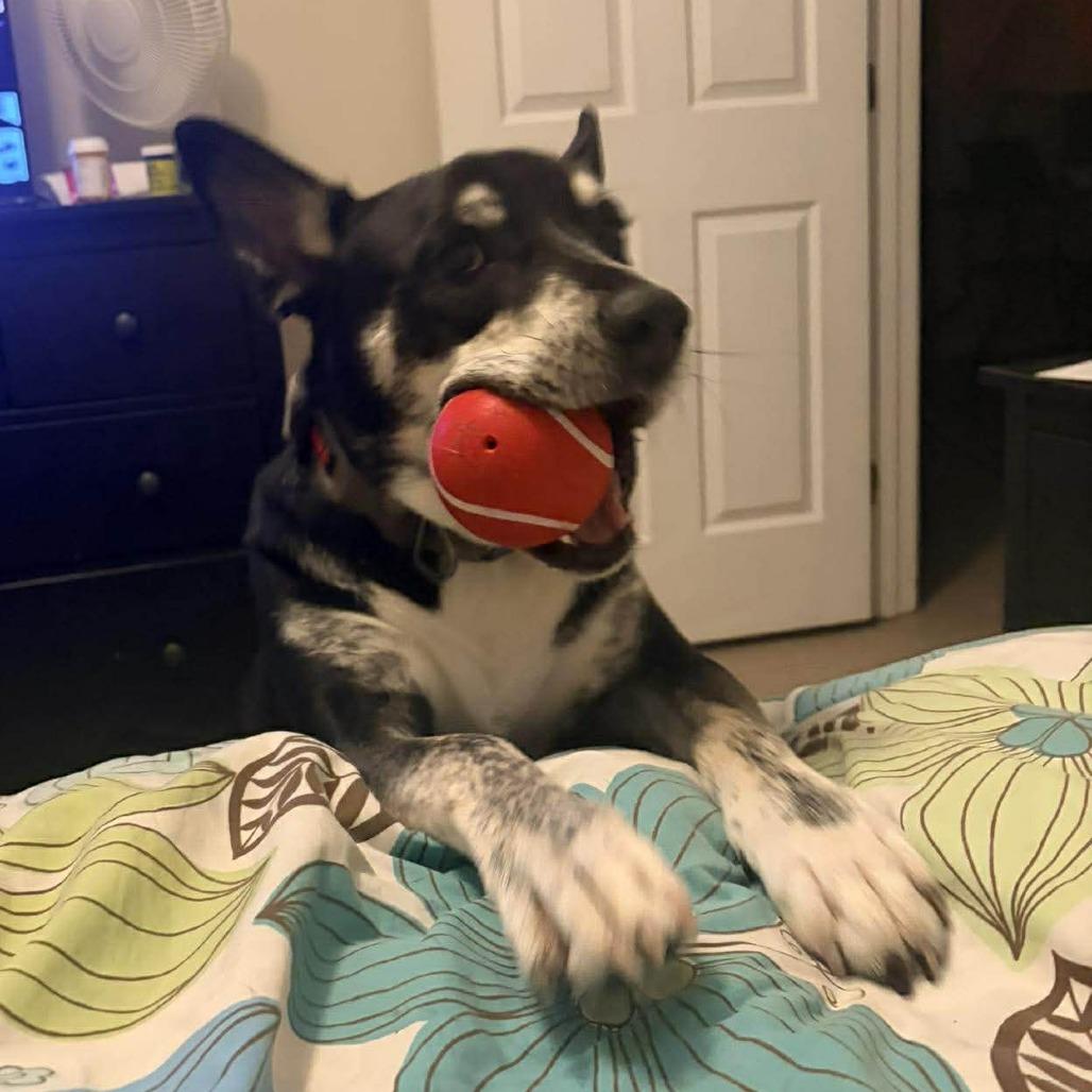 Enlarge Linus, a Adoptable mixed breed in Tampa, FL image 3/6