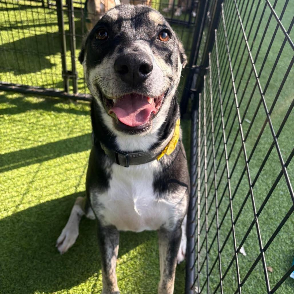 Enlarge Linus, a Adoptable mixed breed in Tampa, FL image 4/6