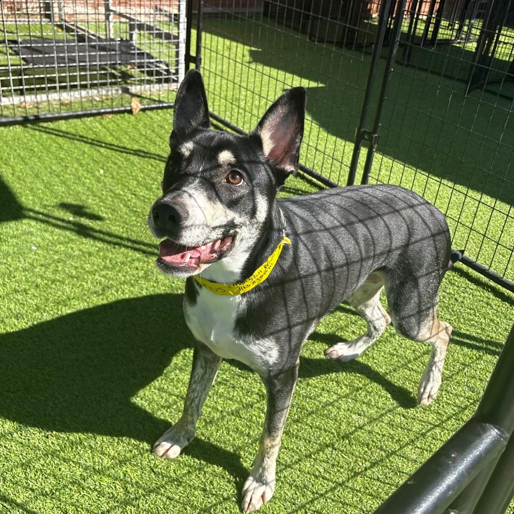 Enlarge Linus, a Adoptable mixed breed in Tampa, FL image 5/6