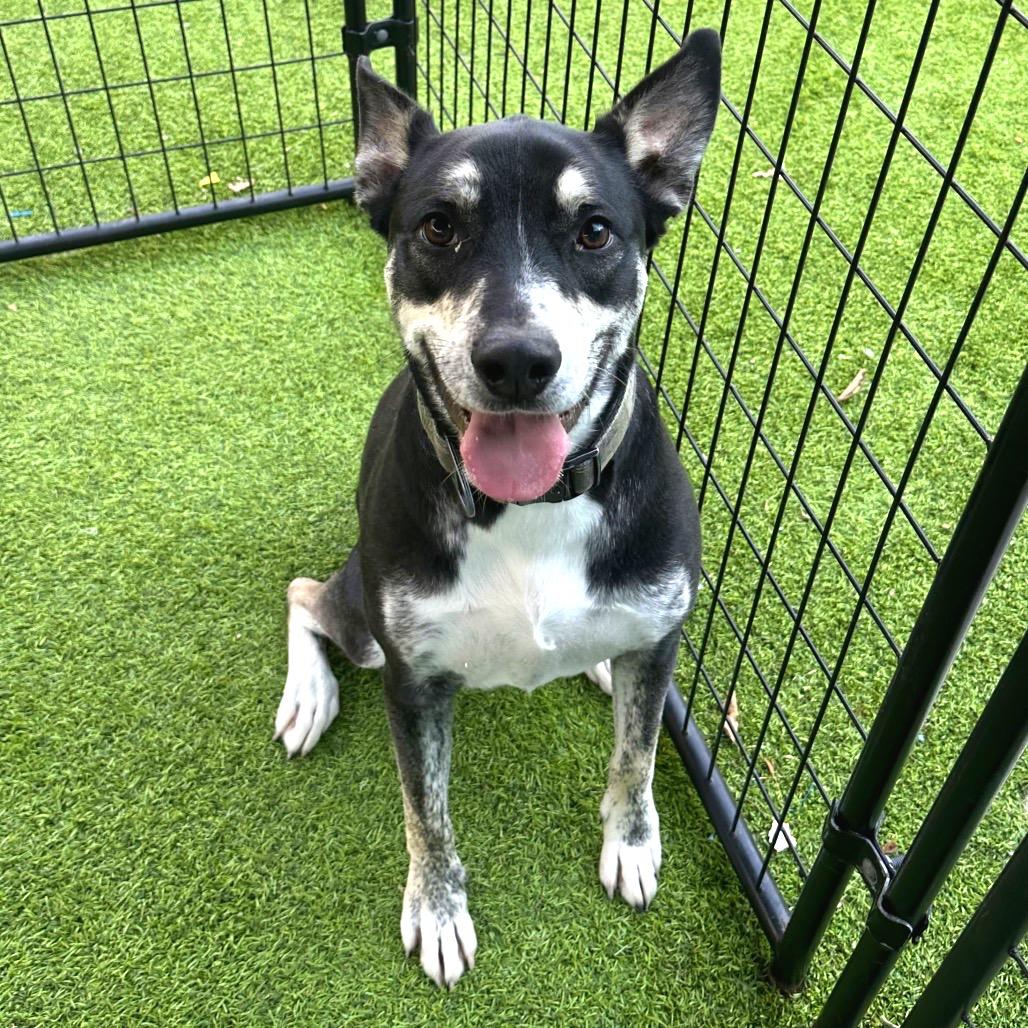 Enlarge Linus, a Adoptable mixed breed in Tampa, FL image 6/6