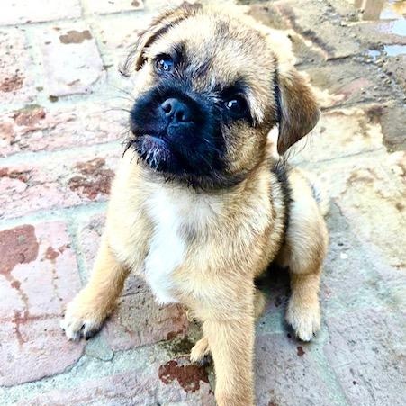Wellsey, adopted, Puppy Female Pug & Brussels Griffon.