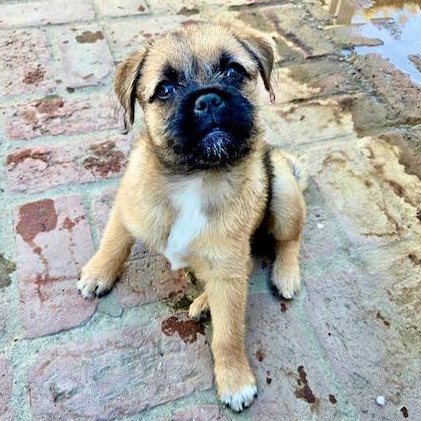 Wellsey, an adopted mixed breed in Sun Valley, CA image 3/5