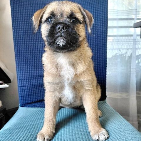 Wellsey, an adopted mixed breed in Sun Valley, CA image 2/5