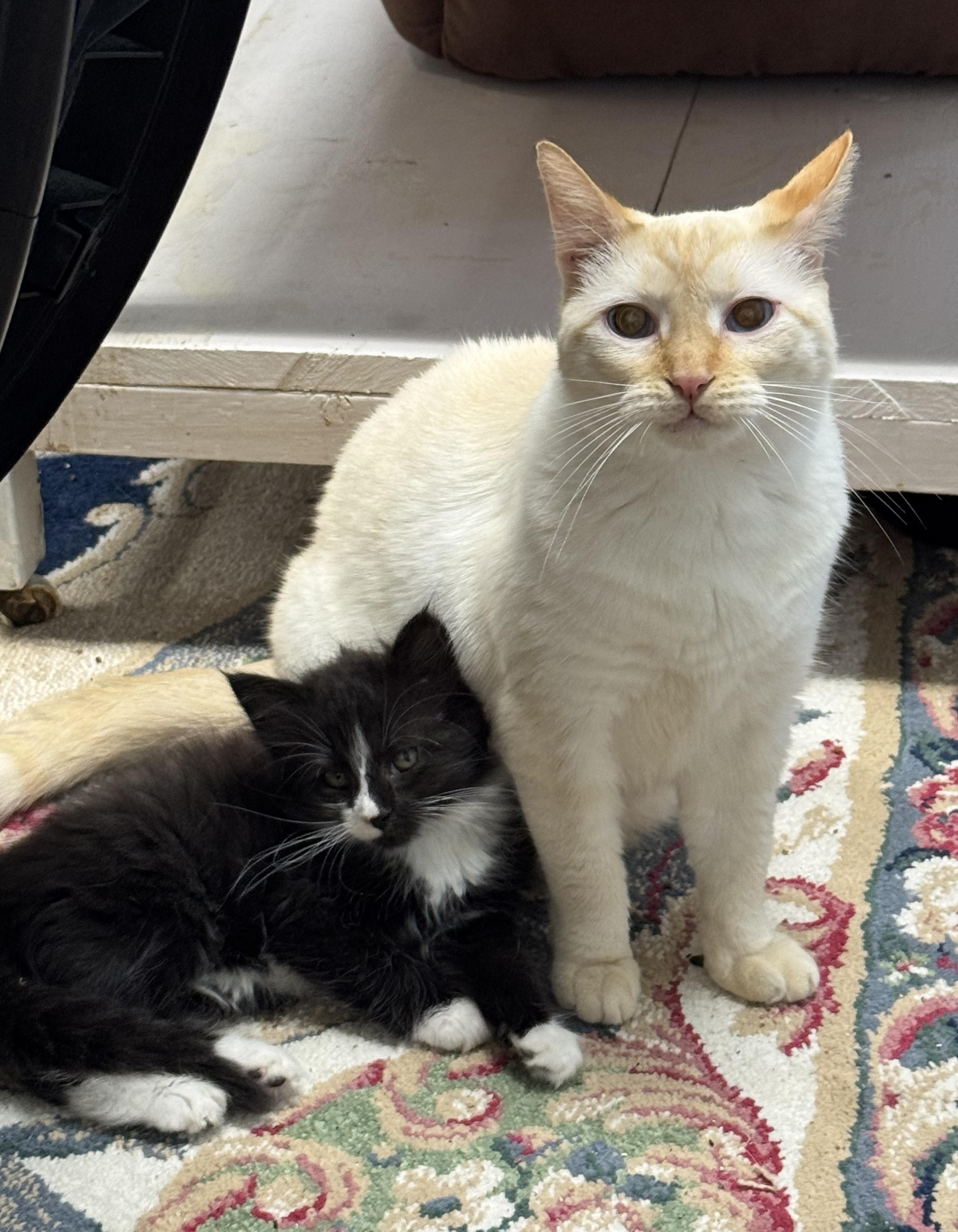 Butter, Sweet Flame Point Siamese Adult Male, an adopted Siamese in Mt Airy, NC image 2/4