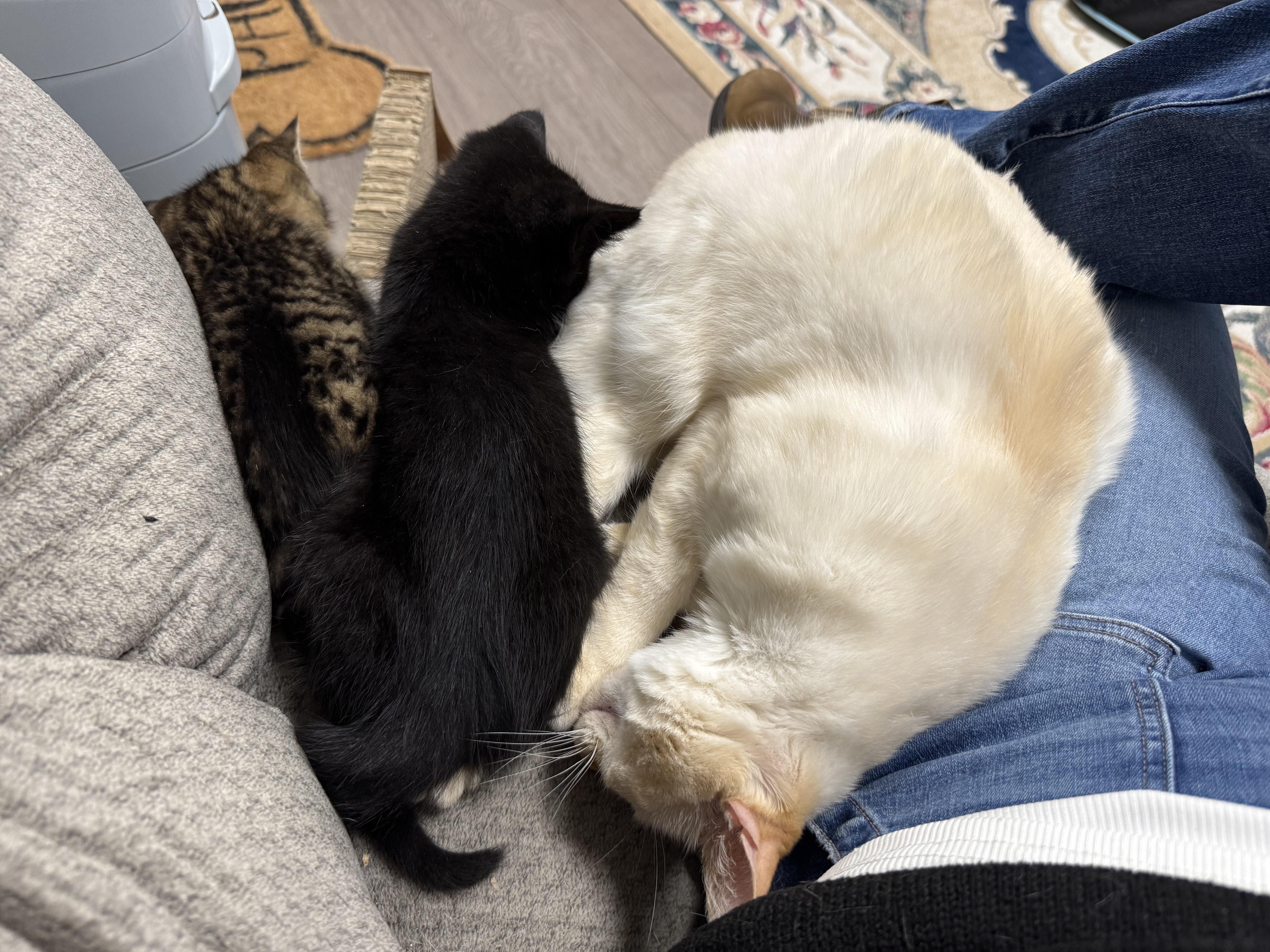 Butter, Sweet Flame Point Siamese Adult Male, an adopted Siamese in Mt Airy, NC image 4/4