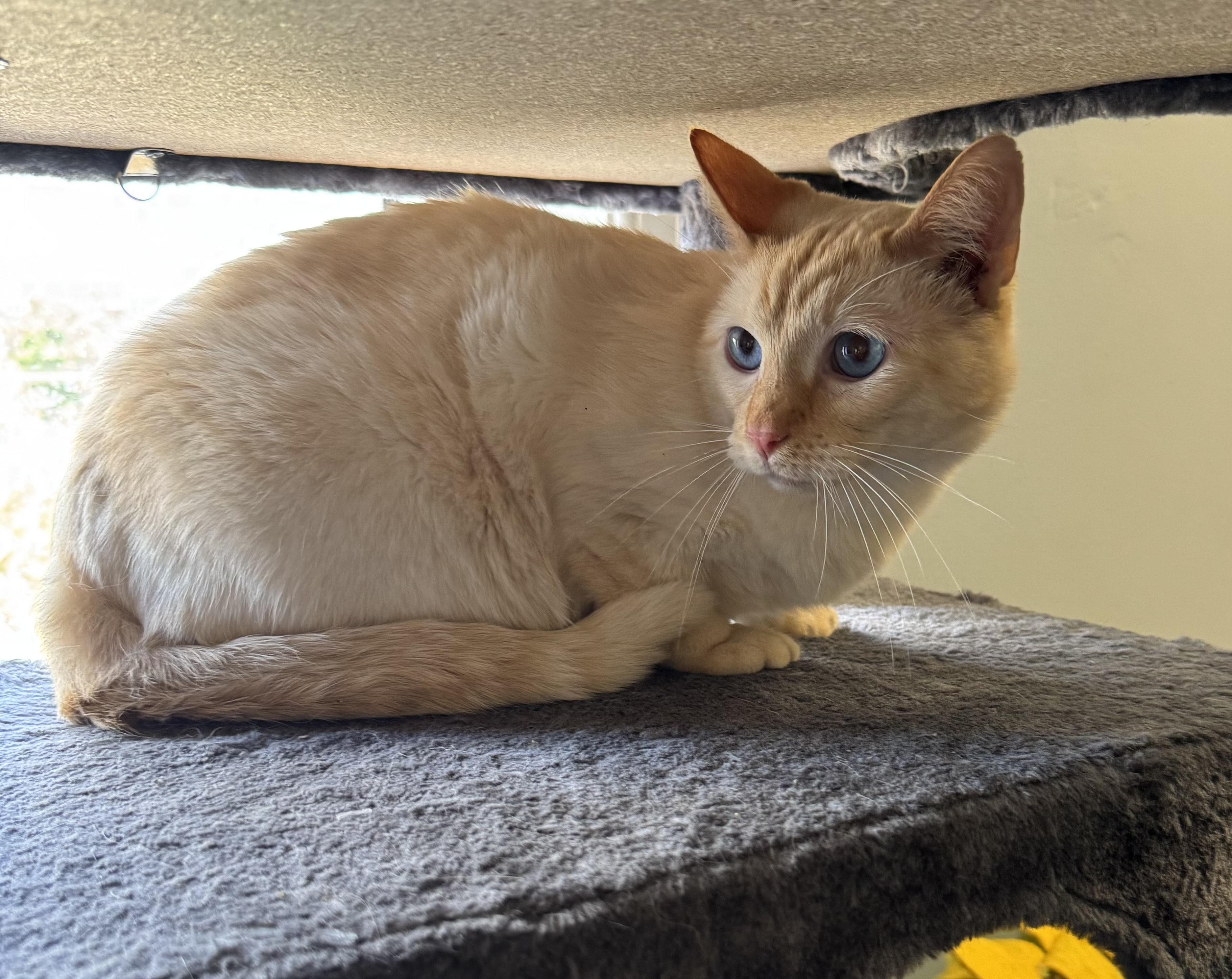 Butter, Sweet Flame Point Siamese Adult Male, an adopted Siamese in Mt Airy, NC image 1/4