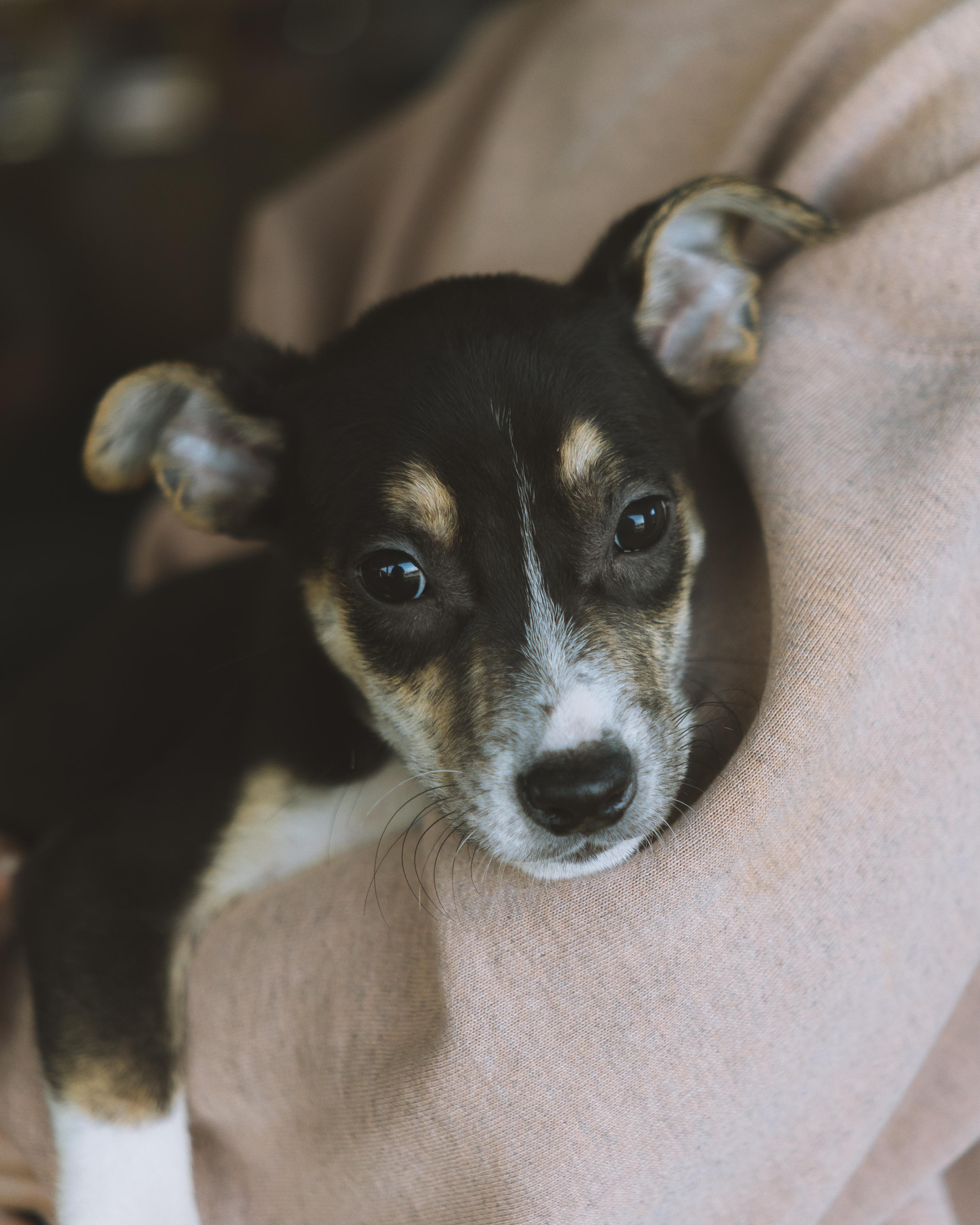 Leo, Adoptable, Puppy Male Pit Bull Terrier.