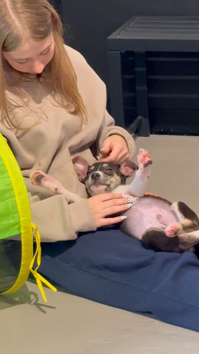 Enlarge Leo, a Adoptable Pit Bull Terrier in Ferndale, WA video 2/2