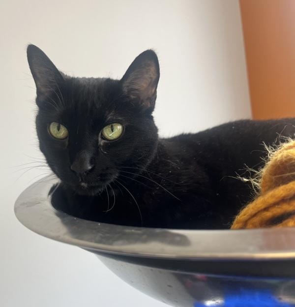 Enlarge Bella, a Adoptable mixed breed in Winnipeg, MB image 1/1