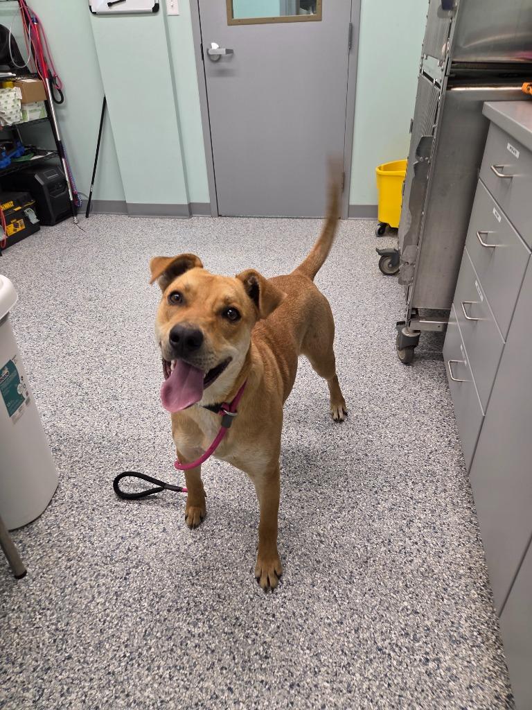 Chester, Adoptable, Young Male Terrier.