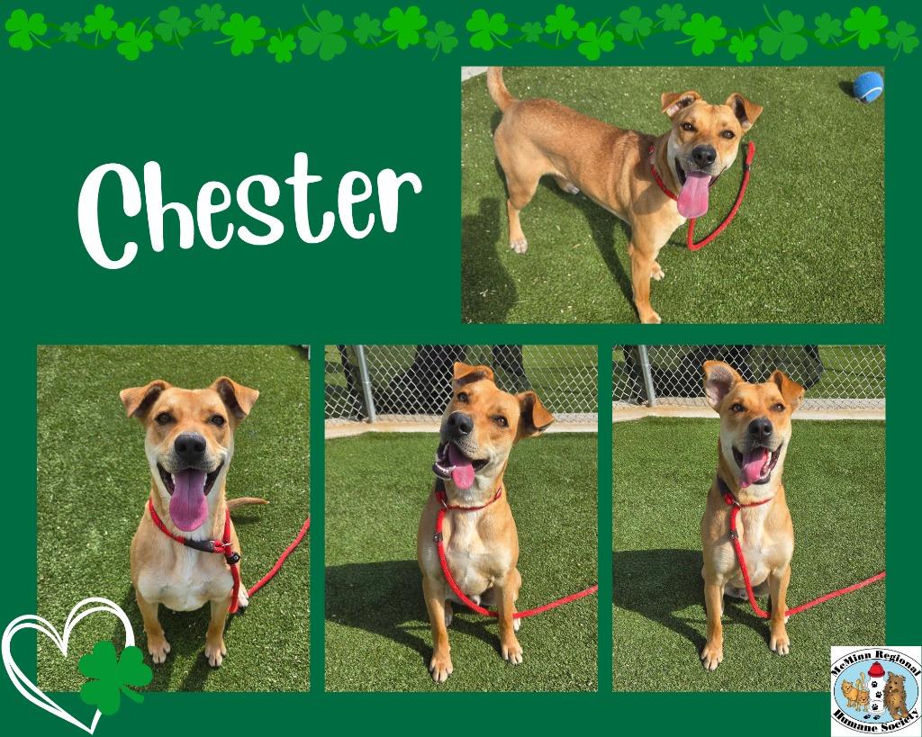 Enlarge Chester, a Adoptable mixed breed in Athens, TN image 2/5