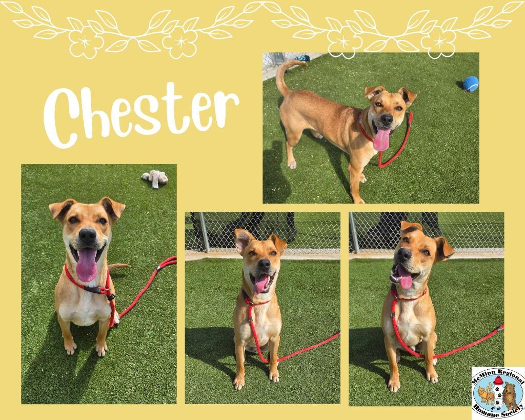 Enlarge Chester, a Adoptable mixed breed in Athens, TN image 4/5