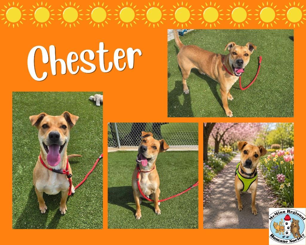 Enlarge Chester, a Adoptable mixed breed in Athens, TN image 5/6