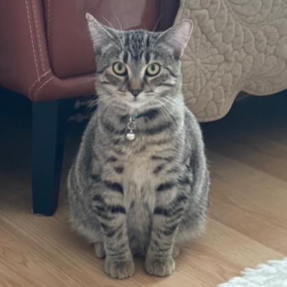 Enlarge Valentino, a Adoptable Domestic Short Hair in Redwood City, CA image 1/1