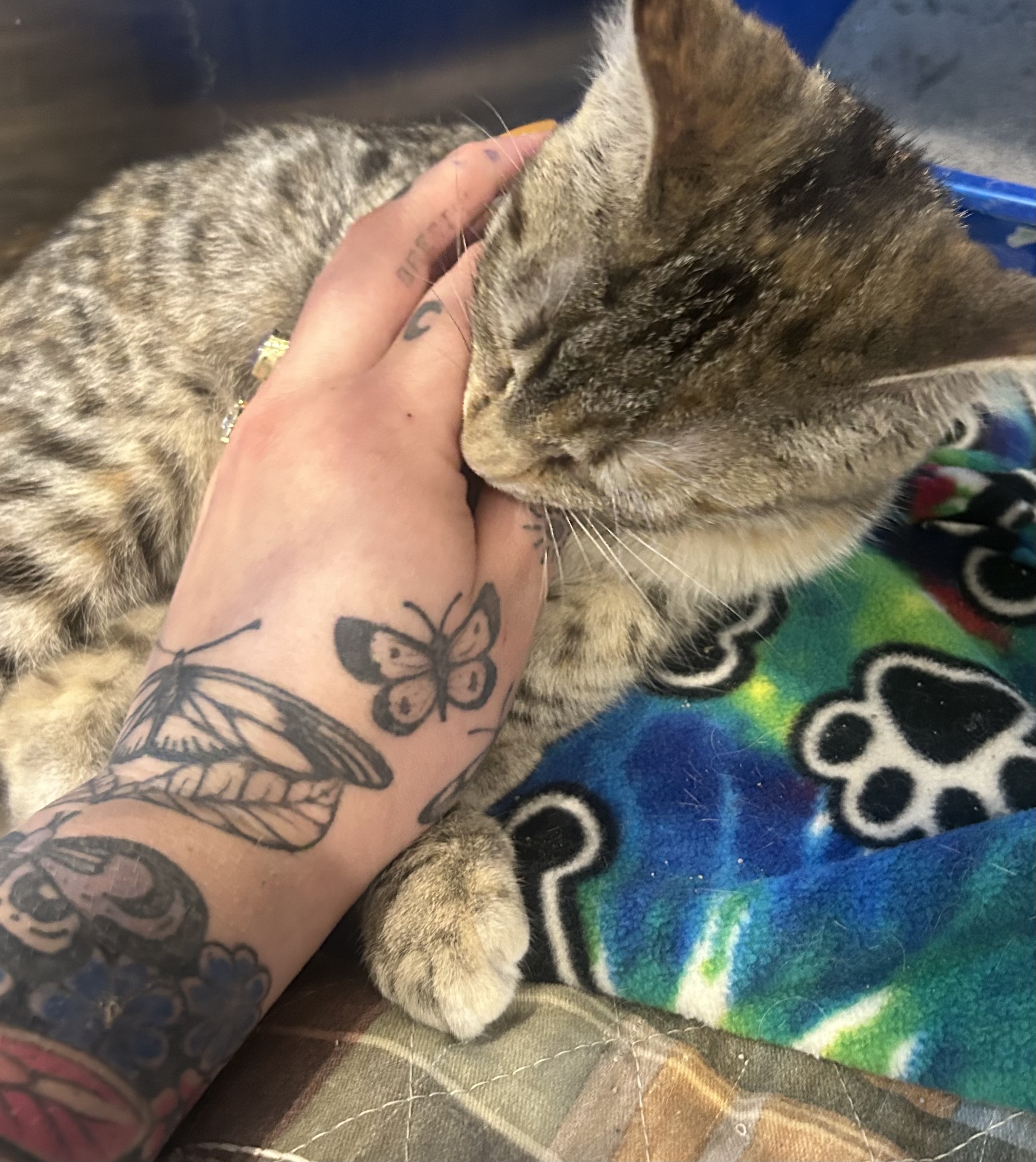 Jocelyn, a Adoptable Domestic Short Hair in Bloomsdale, MO image 1/2