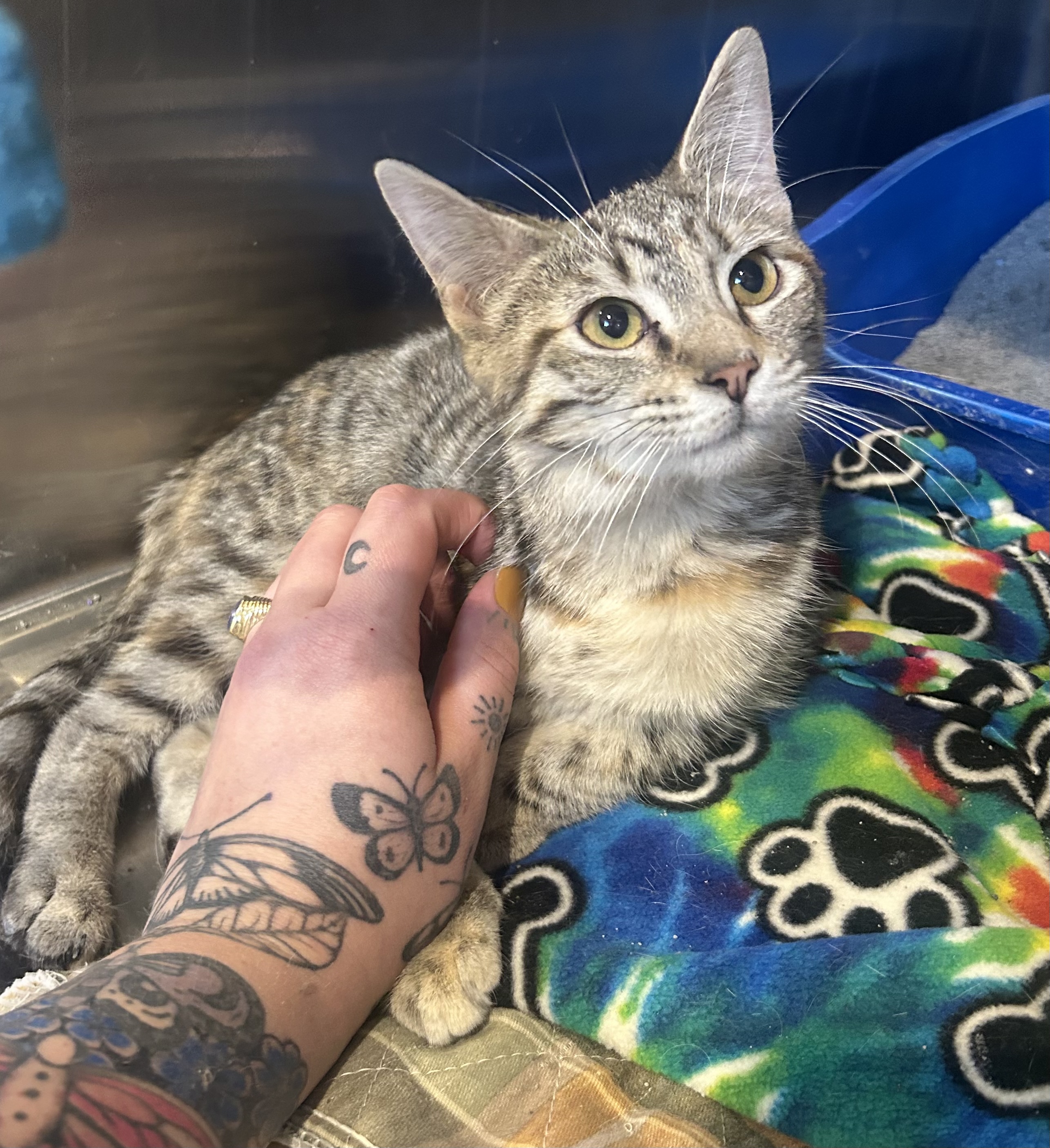 Jocelyn, a Adoptable Domestic Short Hair in Bloomsdale, MO image 2/2