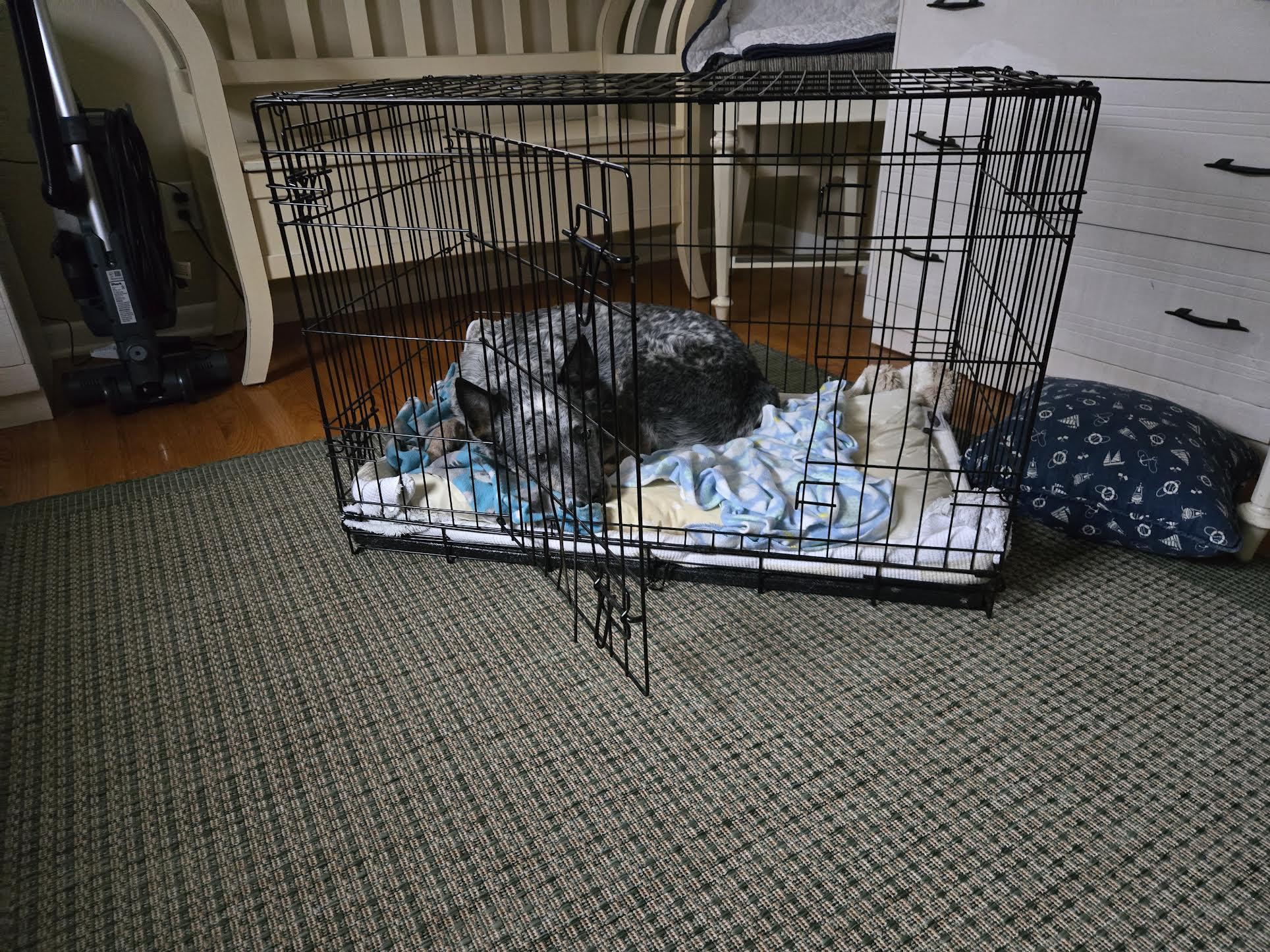 Enlarge Toby, a ADOPTABLE Australian Cattle Dog / Blue Heeler in Boardman, OH image 2/4