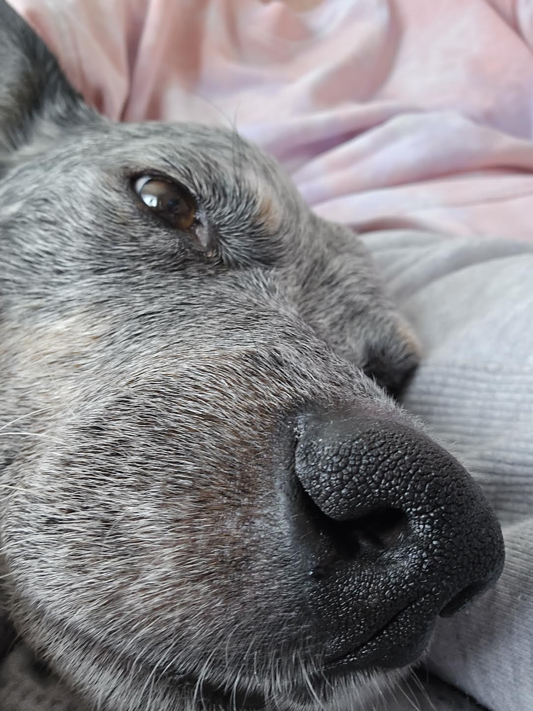 Enlarge Toby, an adopted Australian Cattle Dog / Blue Heeler in Boardman, OH image 2/6