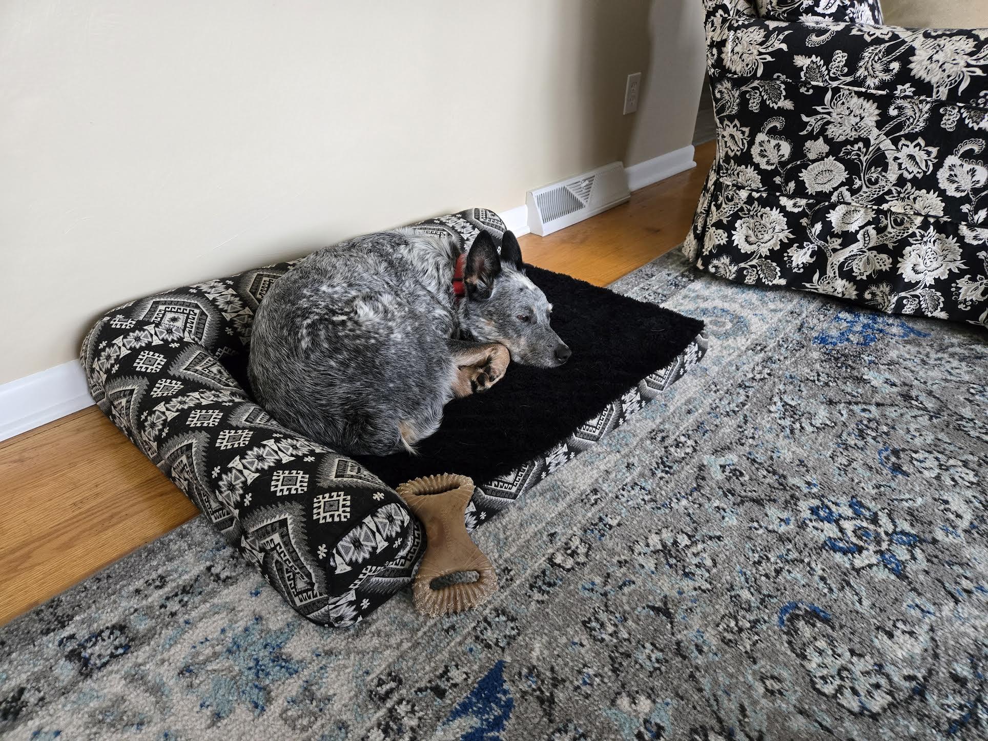 Toby, ADOPTABLE, Adult Male Australian Cattle Dog / Blue Heeler.