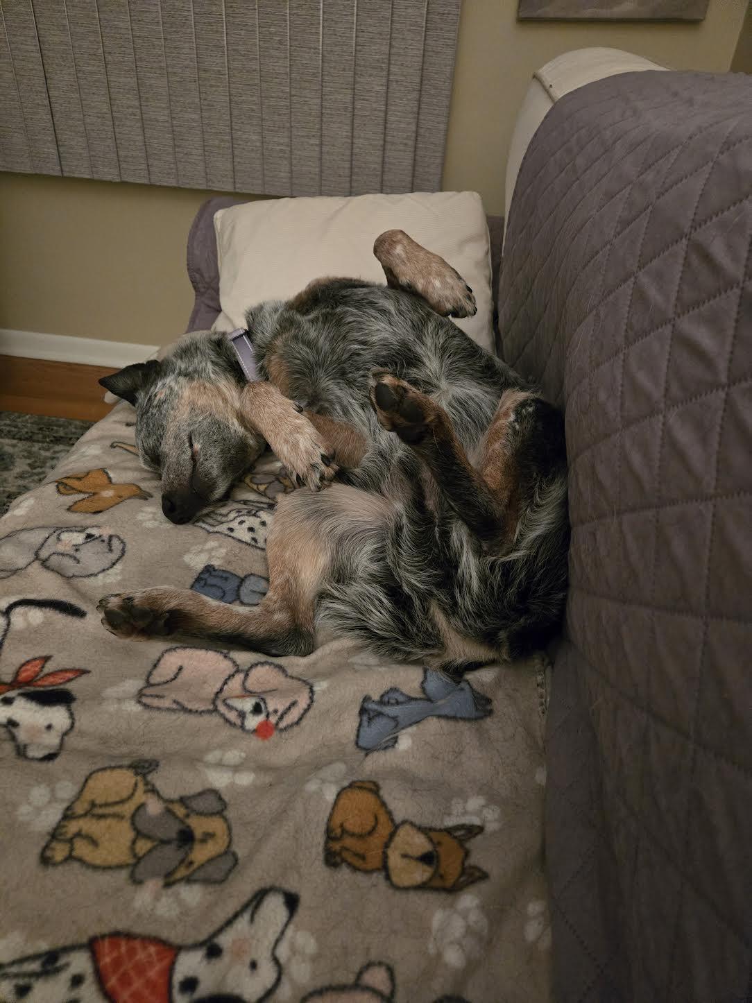 Enlarge Toby, a ADOPTABLE Australian Cattle Dog / Blue Heeler in Boardman, OH image 3/4