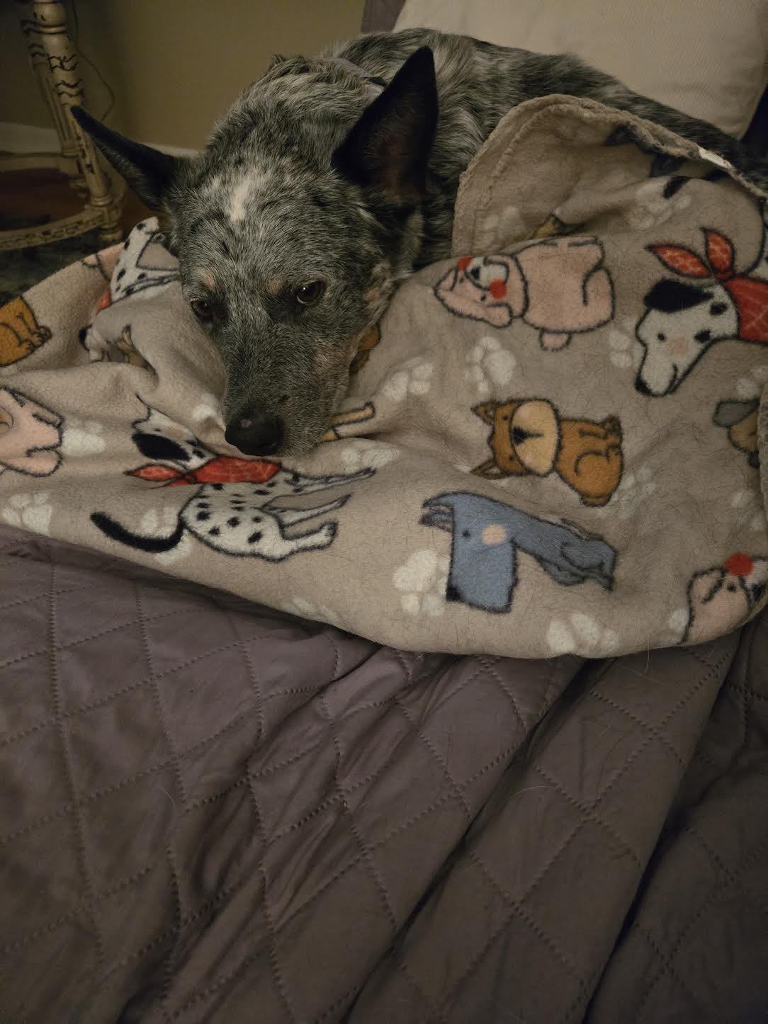 Enlarge Toby, a ADOPTABLE Australian Cattle Dog / Blue Heeler in Boardman, OH image 4/4