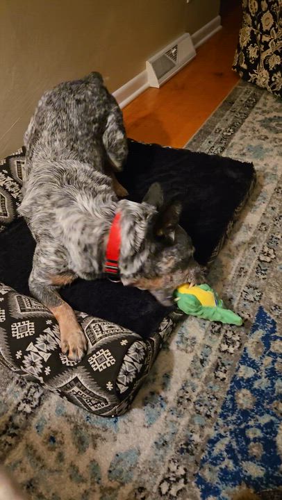 Enlarge Toby, an adopted Australian Cattle Dog / Blue Heeler in Boardman, OH video 6/6