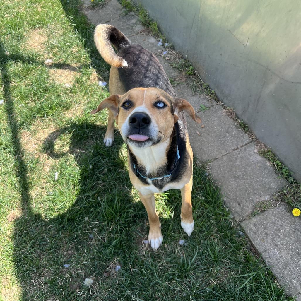 Enlarge Aurora, a Adoptable mixed breed in Harrisonburg, VA image 1/6
