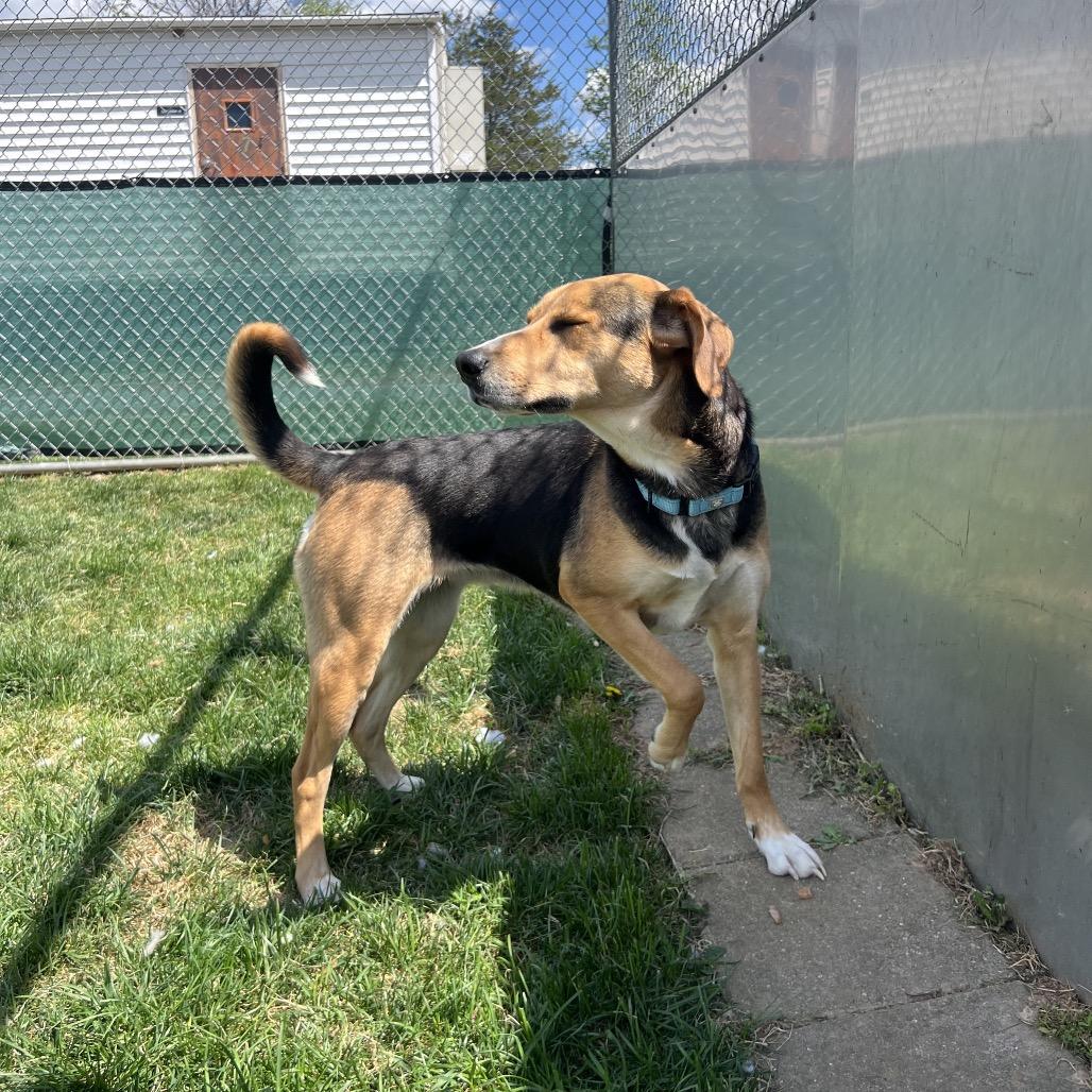Enlarge Aurora, a Adoptable mixed breed in Harrisonburg, VA image 2/6