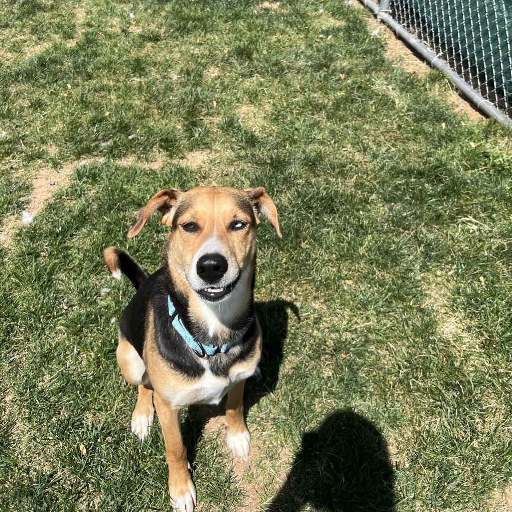 Enlarge Aurora, a Adoptable mixed breed in Harrisonburg, VA image 3/6