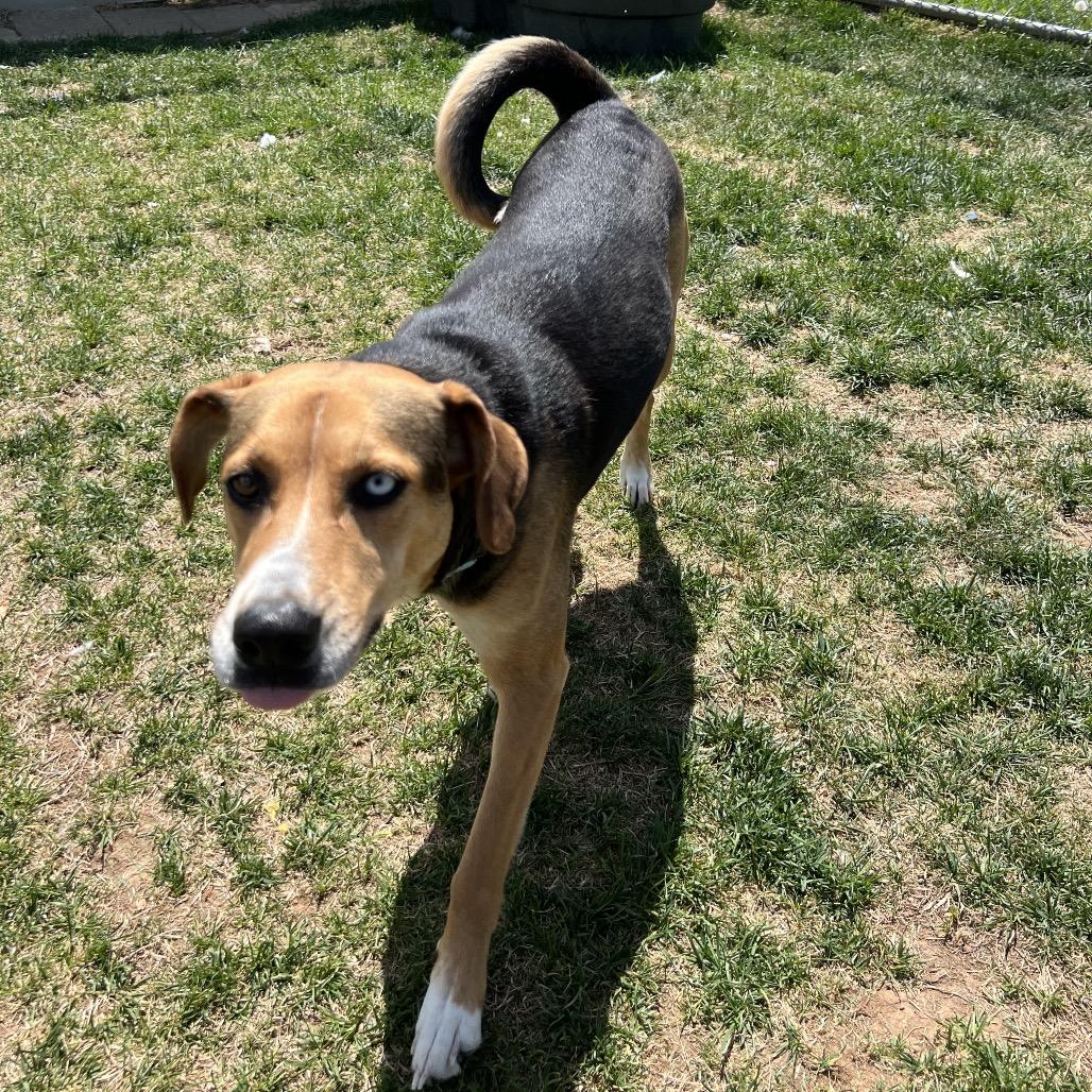 Enlarge Aurora, a Adoptable mixed breed in Harrisonburg, VA image 4/6