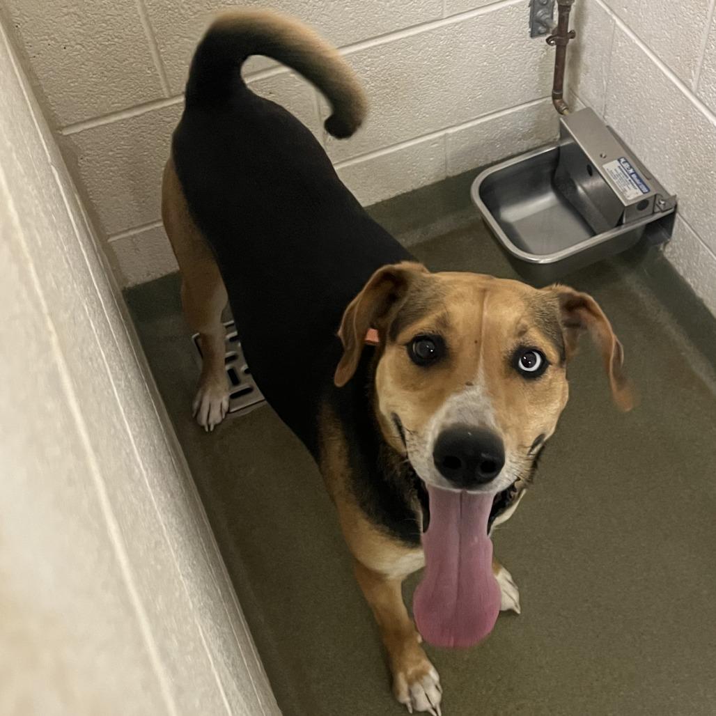 Enlarge Aurora, a Adoptable mixed breed in Harrisonburg, VA image 5/6