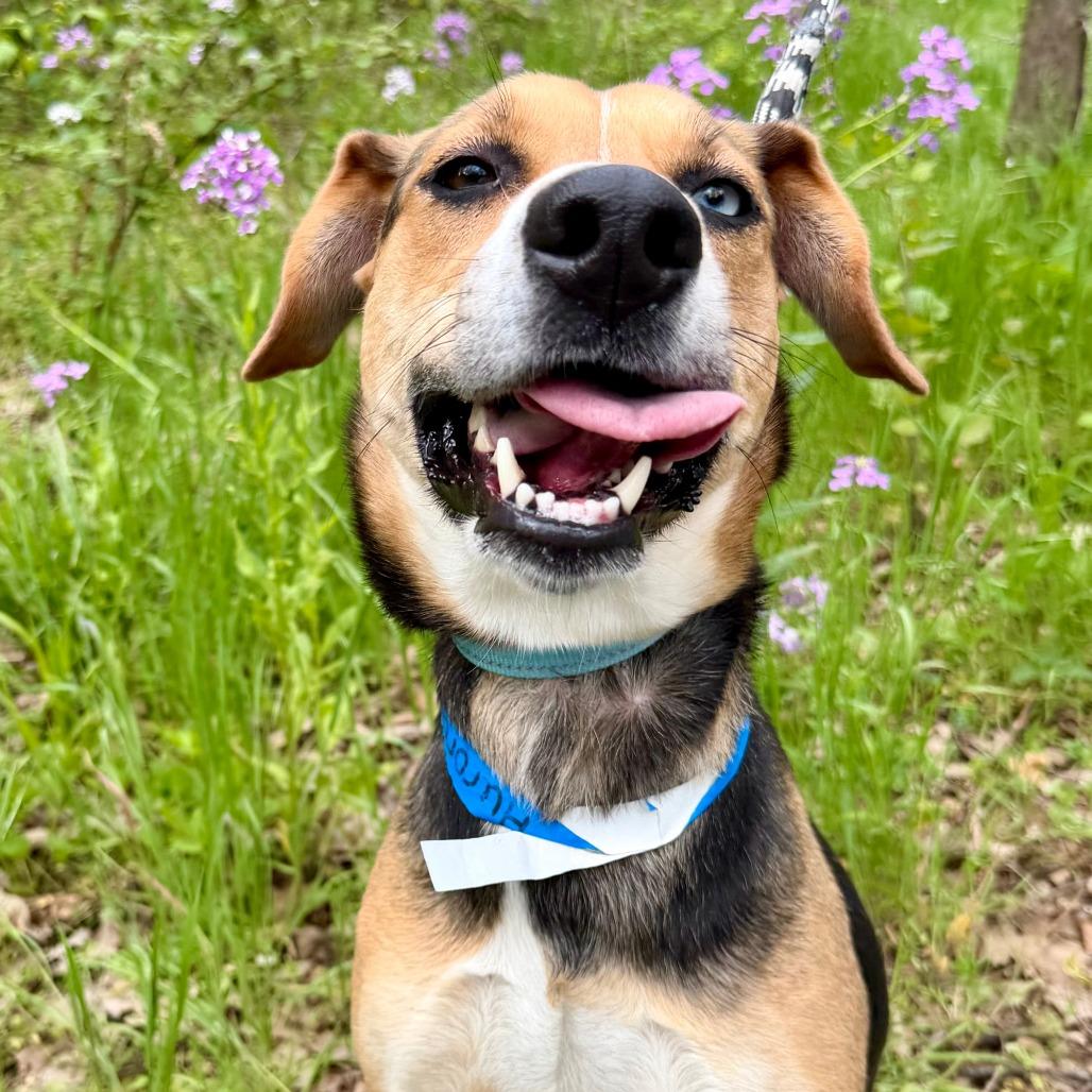Enlarge Aurora, a Adoptable mixed breed in Harrisonburg, VA image 6/6