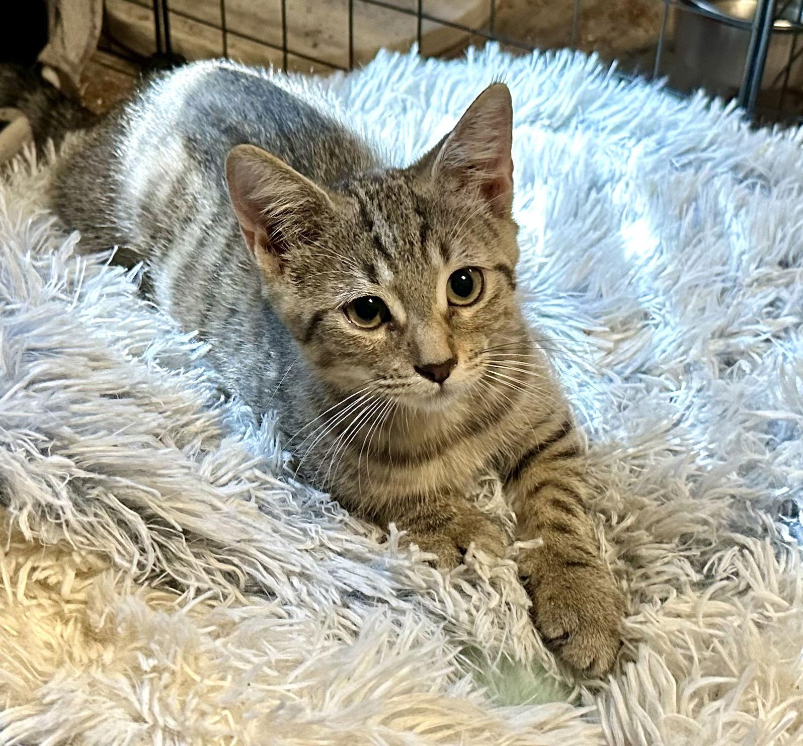 Enlarge Emma Frost, a Adopted Domestic Short Hair in Longwood, FL image 1/2