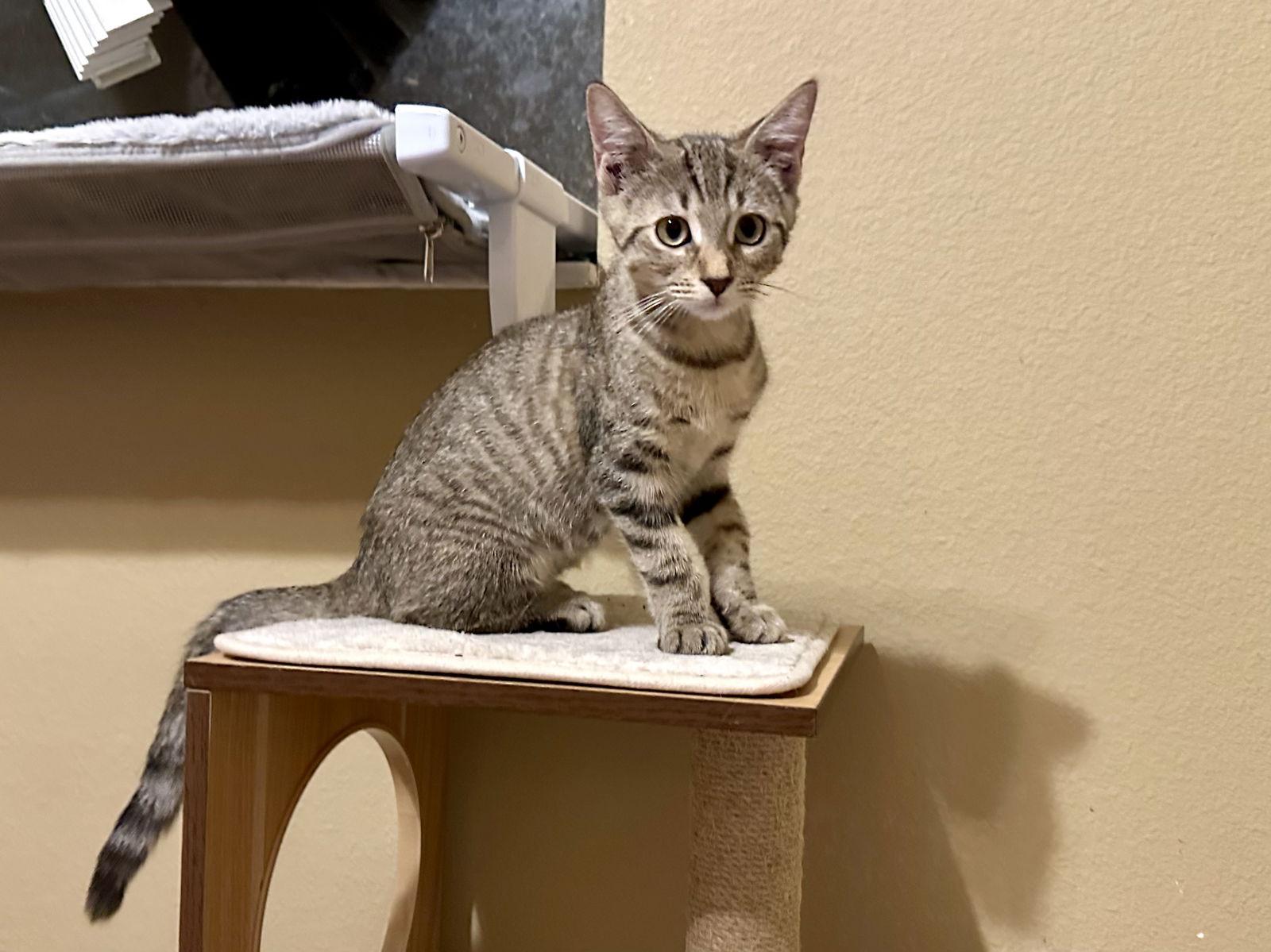 Enlarge Emma Frost, a Adopted Domestic Short Hair in Longwood, FL image 2/2