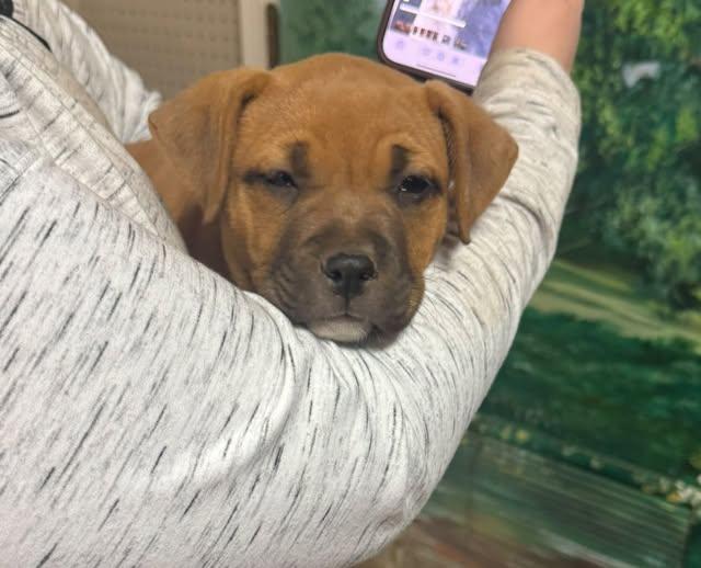 Enlarge Louise, a Adopted mixed breed in Cleveland, OK image 1/1