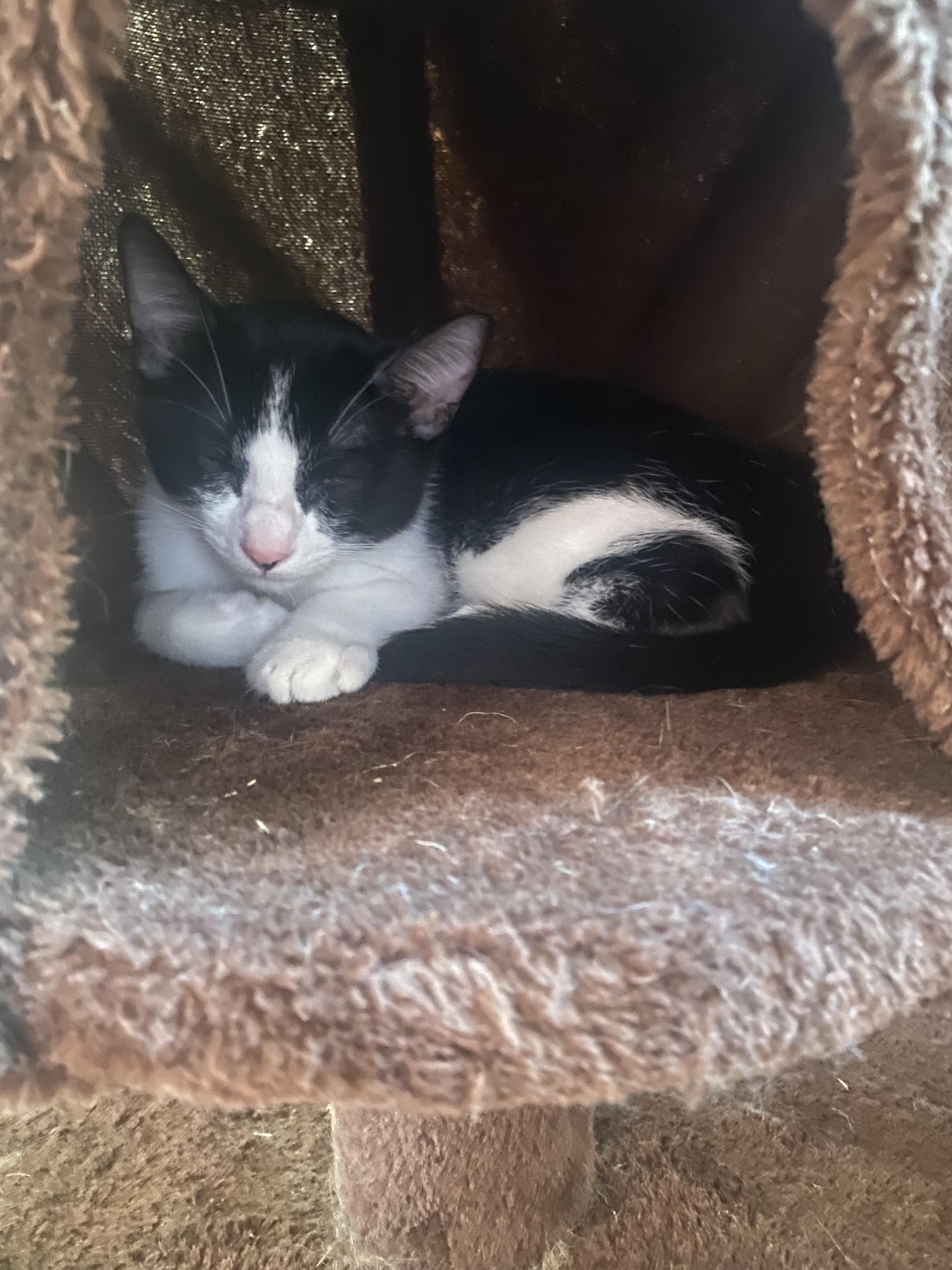 Spicy **COURTESY LISTING**CONTACT OWNER DIRECTLY**, Adoptable, Young Female Domestic Short Hair.