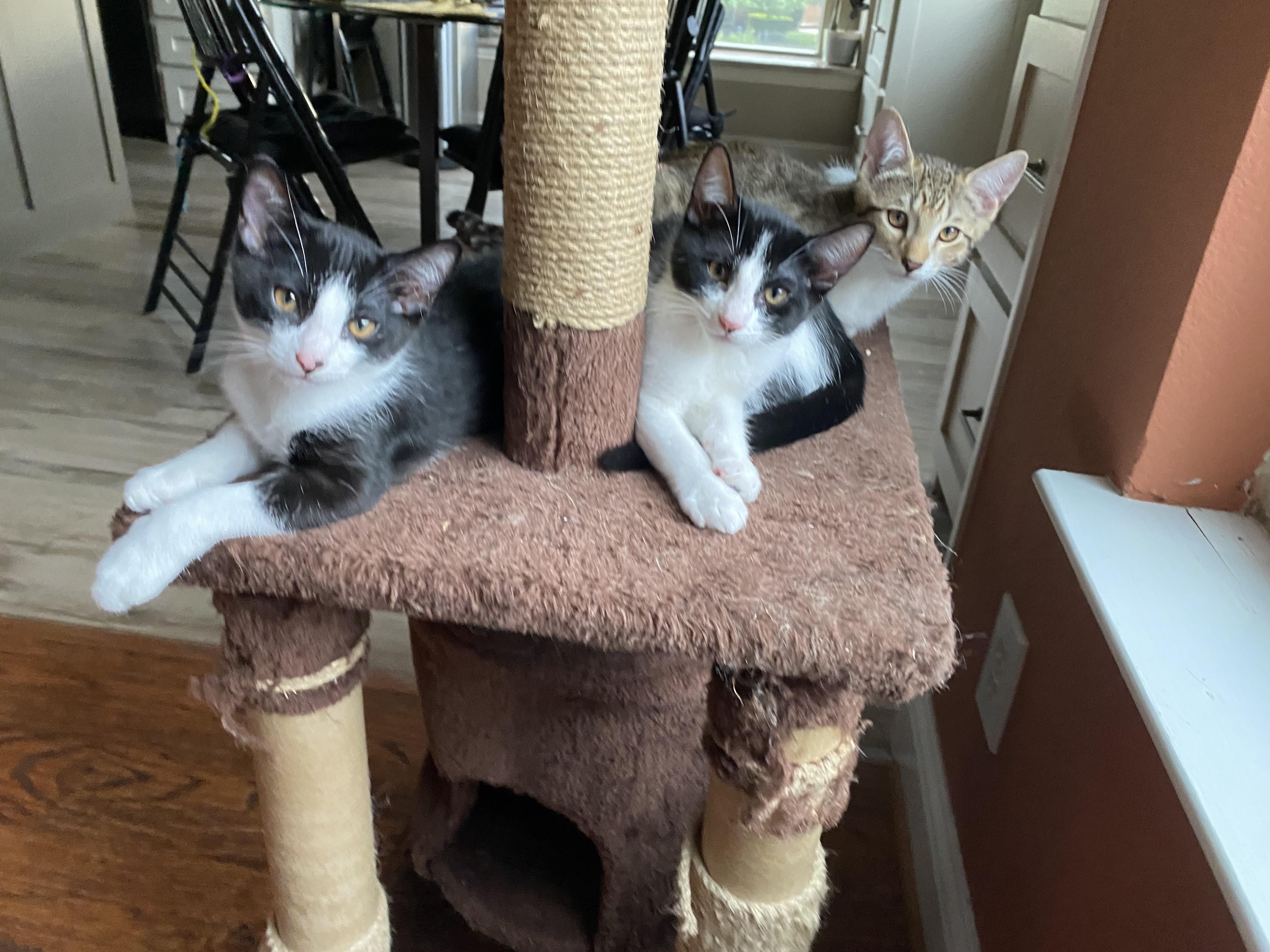 Spicy **COURTESY LISTING**CONTACT OWNER DIRECTLY**, a Adoptable mixed breed image 2/2