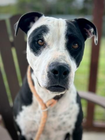MOO, a Adoptable Terrier in Franklin, KY image 2/6