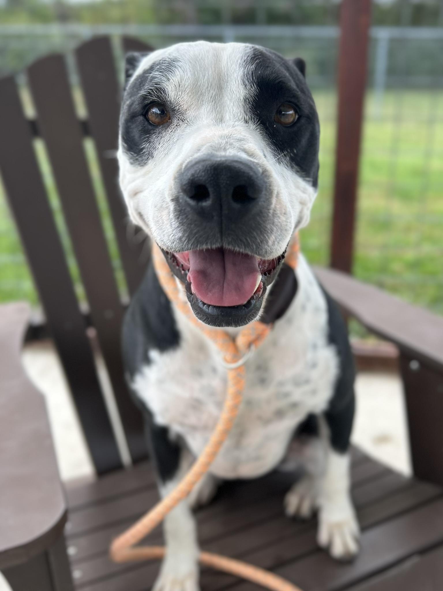 MOO, a Adoptable Terrier in Franklin, KY image 3/6