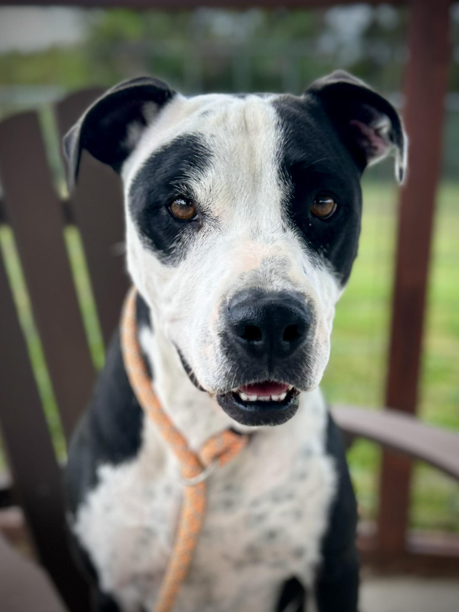 MOO, Adoptable, Adult Female Terrier.