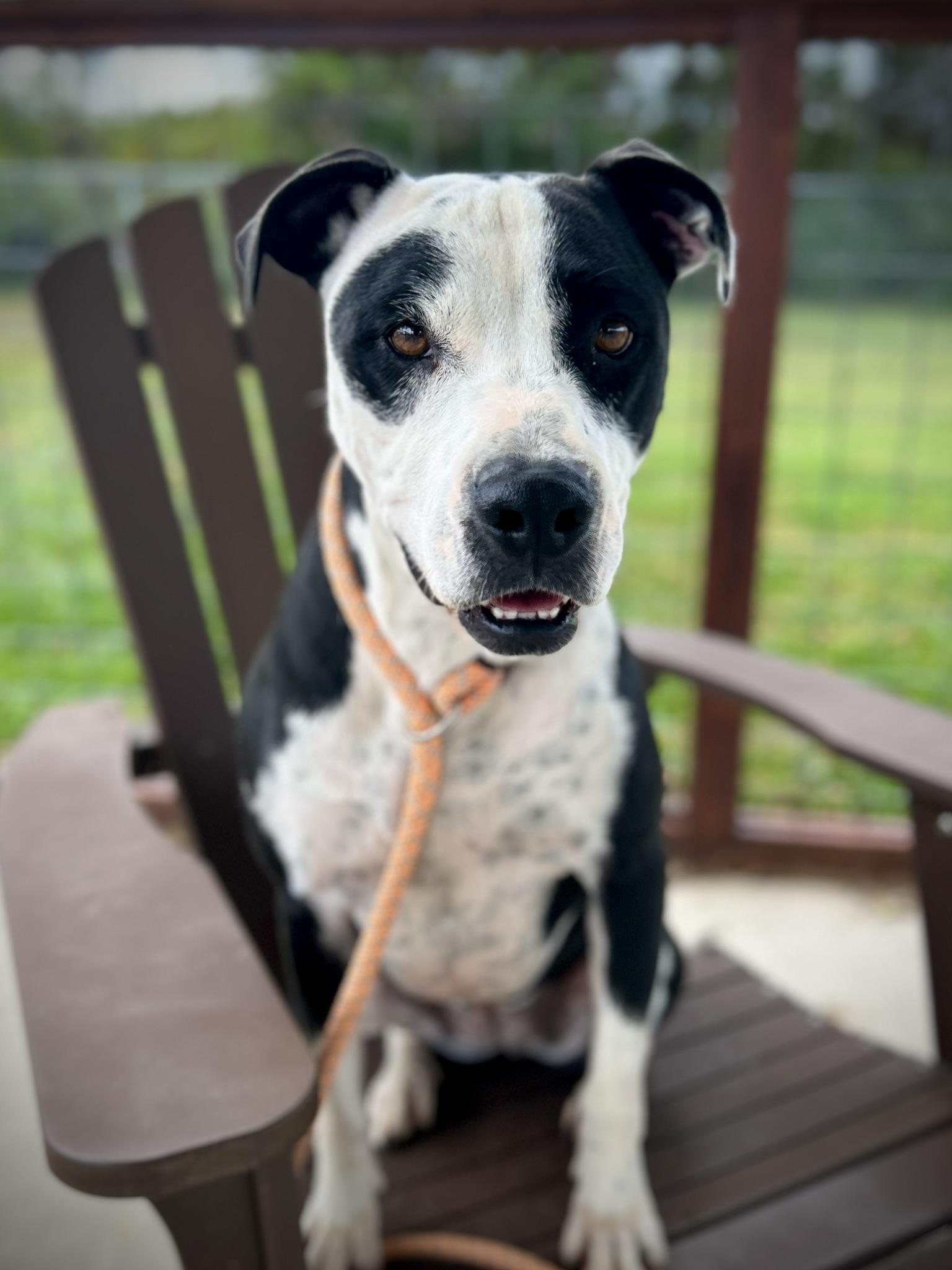 MOO, a Adoptable Terrier in Franklin, KY image 4/6