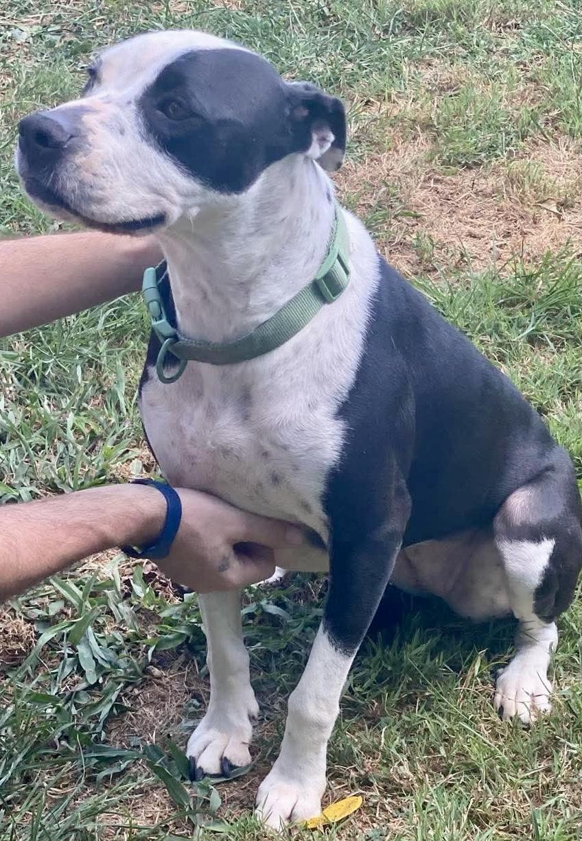 MOO, a Adoptable Terrier in Franklin, KY image 6/6