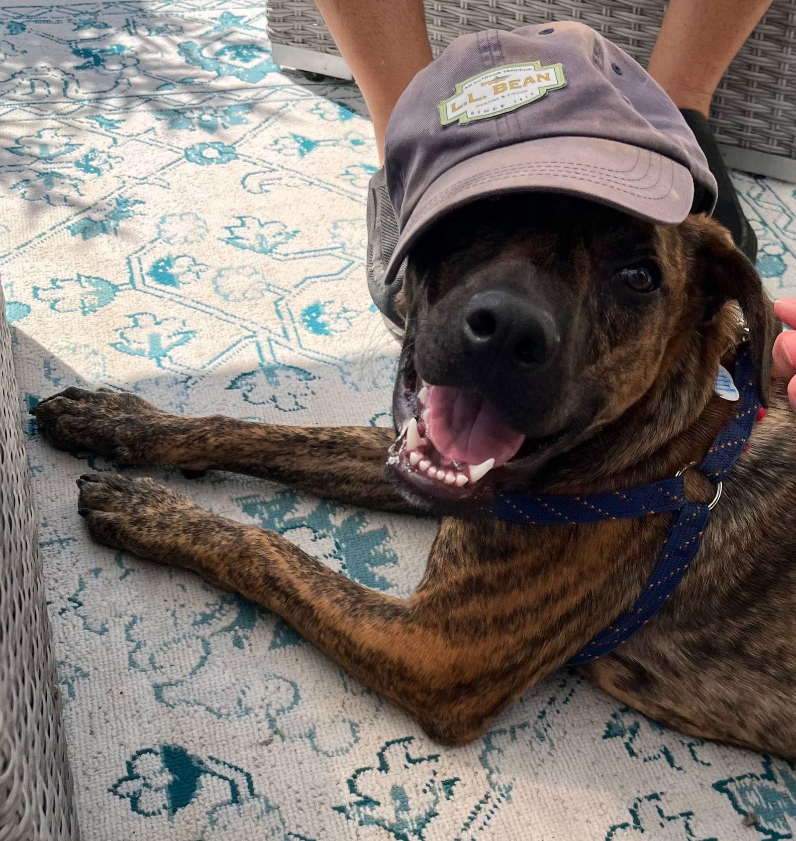 Rico, a Adopted mixed breed in Tarrytown, GA image 2/3