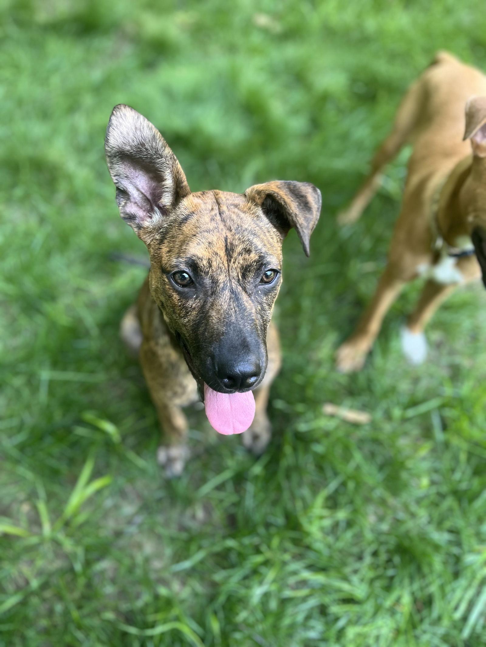 Rico, a Adopted mixed breed in Tarrytown, GA image 3/3