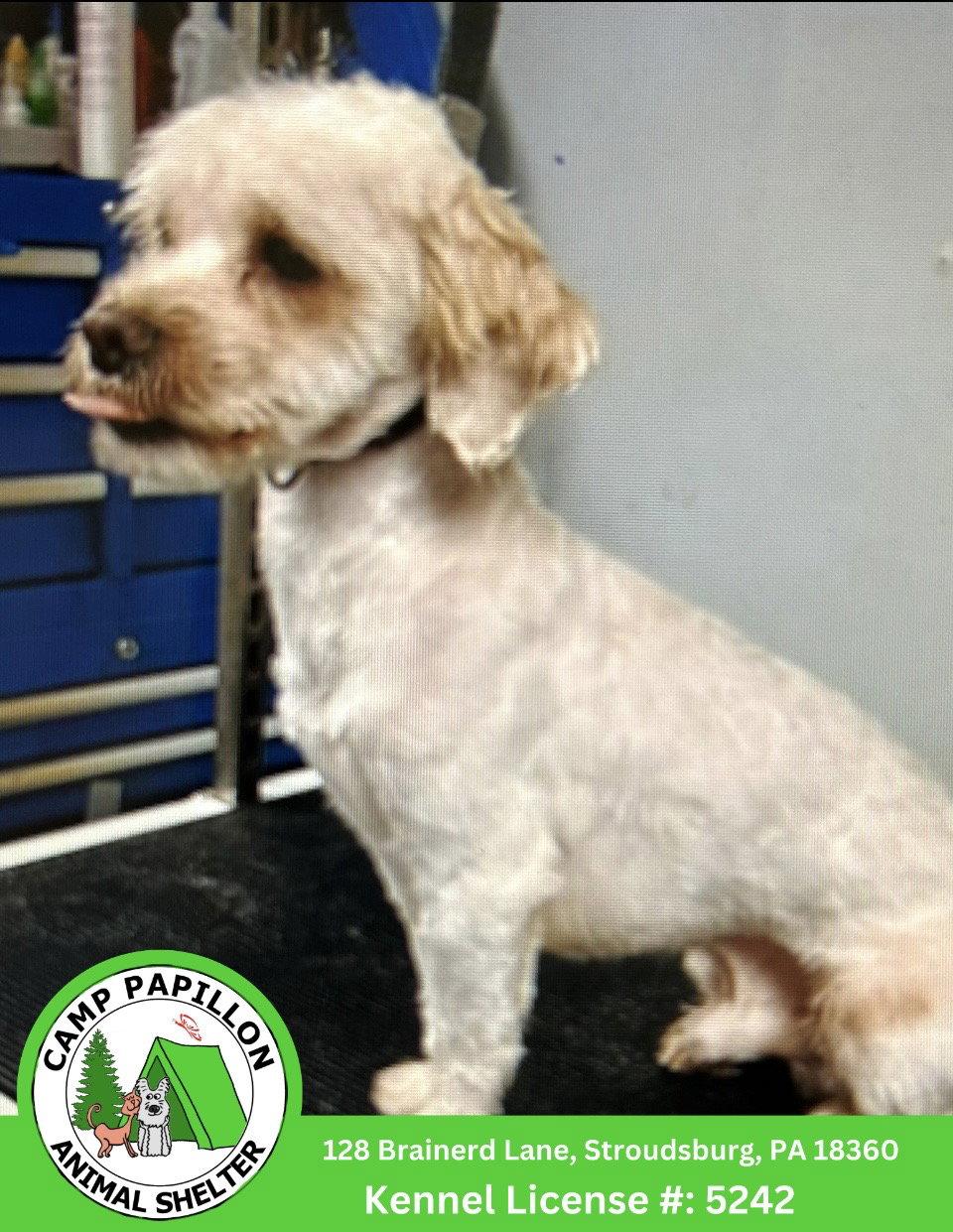 Enlarge Cupid, a Adoptable mixed breed in Stroudsburg, PA image 1/2