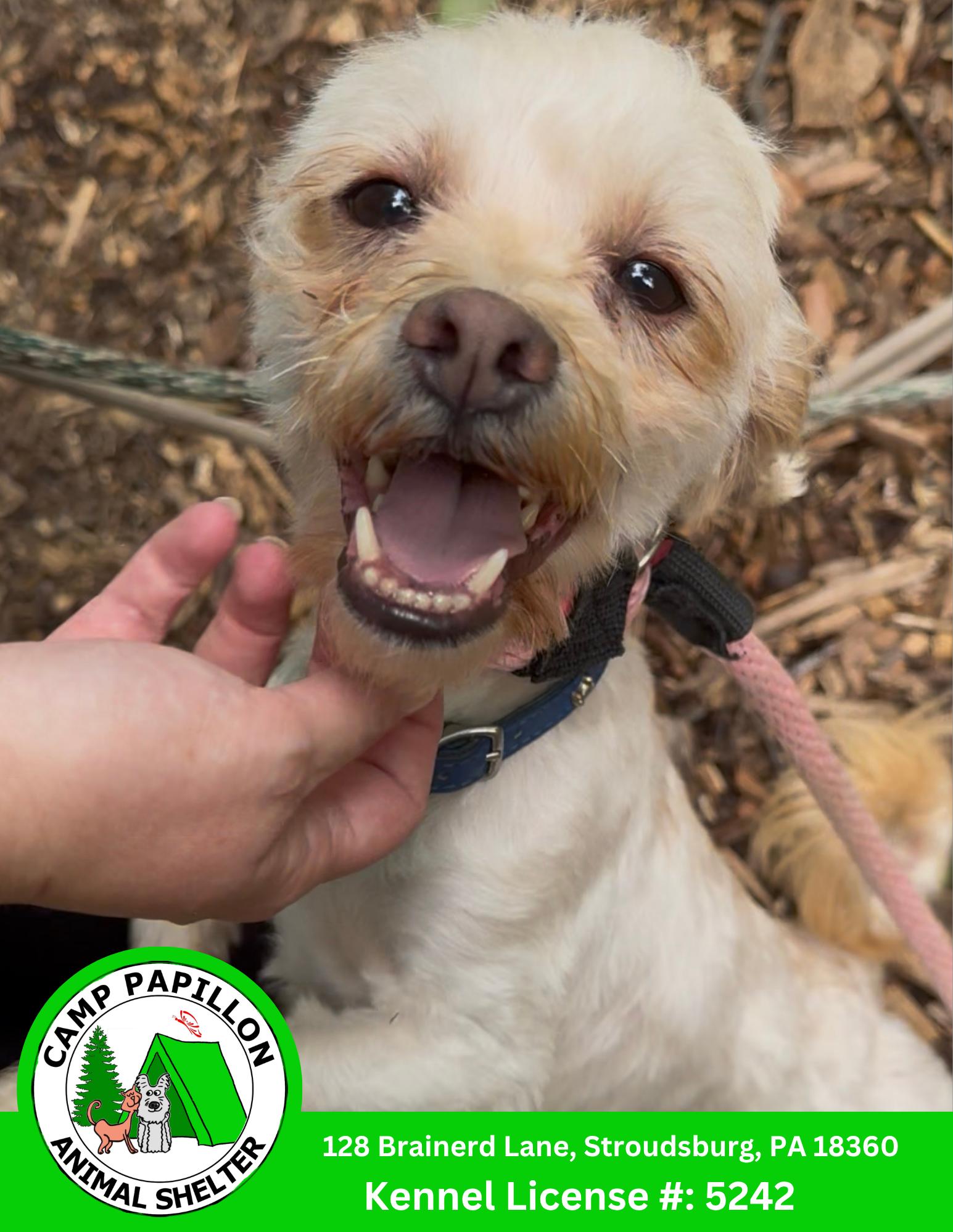 Enlarge Cupid, a Adoptable mixed breed in Stroudsburg, PA image 2/2